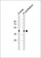 OMGP Antibody