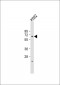 PHF1 Antibody