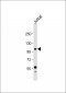 PI3K p110 gamma Antibody