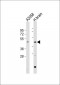 GPR10 Antibody
