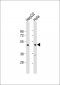 PSMC3 Antibody