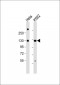 RAD21 Antibody