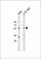 GPCR135 Antibody