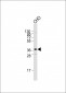 M Sirt3 Antibody (C-term)