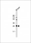 M Sirt3 Antibody (C-term)