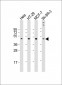 RAD9 Antibody (Center L265)