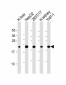 GPX1 Antibody (C-term)