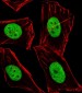 BMI1 Antibody (C-term)