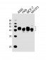 BMI1 Antibody (C-term)