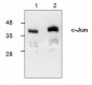 c-Jun antibody