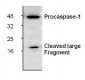 Caspase-1 Antibody