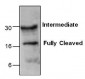 Caspase-5 Antibody