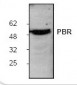 PBR Antibody