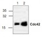 cdc42/Rac Antibody