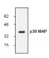 p38 MAP Kinase Antibody