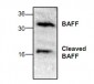 BAFF Antibody