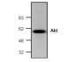 Akt/PKB Antibody