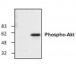 Phospho-Akt Antibody