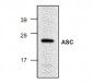 ASC/TMS1 Antibody