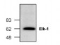 Elk-1 Ab
