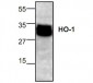Heme Oxygenase-1 Antibody