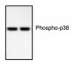 Phospho-p38 MAPK Antibody