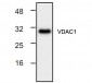 VDAC/Porin Antibody