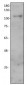 EDEM3 Antibody