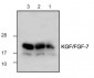 KGF/FGF-7 Antibody