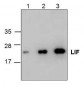 LIF Antibody