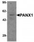 PANX1 Antibody (NT)
