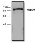 HSP90 Antibody