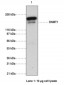 DNA Methyltransferase 1 (Clone 60B1220.1) Antibody