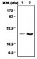 Glutathione Peroxidase 1  Antibody (Clone 2A10)