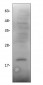 IL-10 Antibody