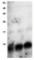 Neuregulin/Heregulin-1β Antibody