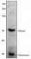 PSGL-1 Antibody