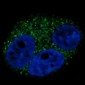 CD-14 Antibody (NT)