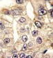 CD-14 Antibody (NT)