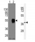 CD-14 Antibody (NT)