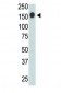 CD-45 Antibody (CT)