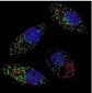 LC3B (Cleaved) Antibody