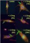 LC3B (Cleaved) Antibody