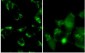LC3B (Cleaved) Antibody