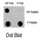 Phospho-LC3C(S12)  Antibody