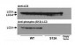 Phospho-LC3C(S12)  Antibody