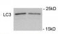 Phospho-LC3C(S12)  Antibody