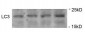Phospho-LC3C(S12)  Antibody