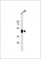 HIS Tag Antibody, HRP Conjugate