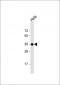 GAPDH Antibody, HRP Conjugate